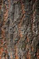 Old oak tree trunk close up (Quercus robur)