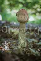 Parasol mushroom close up