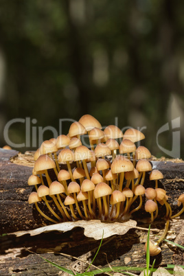 Group of small mushrooms on the moss, macro