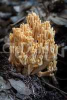 Coral mushroom close-up (Ramaria flava)
