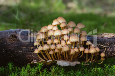 Group of small mushrooms on the moss, macro