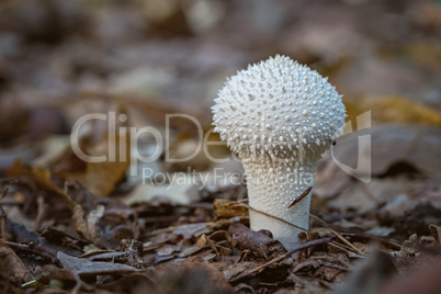 Small common puffball (Lycoperdon perlatum) mushroom close up