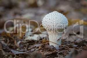 Small common puffball (Lycoperdon perlatum) mushroom close up