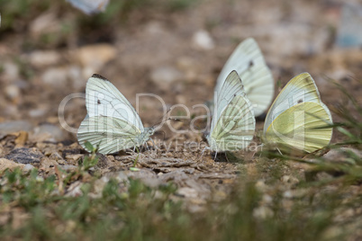 Many cabbage butterflies resting together (Pieris brassicae)