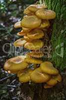 Ringless Honey Fungus (Armillaria tabescens) on the oak trunk of tree with moss