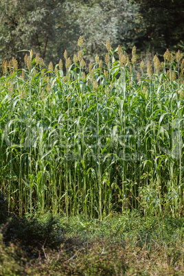 Sorghum field at springtime