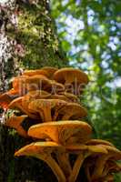 Ringless Honey Fungus (Armillaria tabescens) on the oak trunk of tree with moss