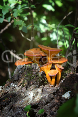 Close up of toxic jack-o'-lantern mushroom (Omphalotus olearius)