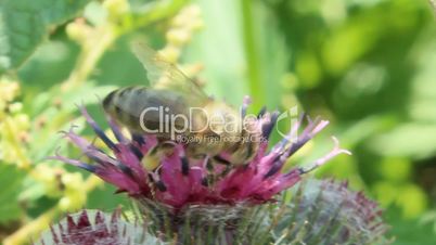 bee collects nectar on the flowers of burdock