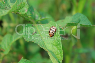 colorado beetle sitting on the leaves of potatoes