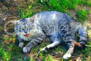cat of Scottish Straight breed lays on the grass looks maliciously