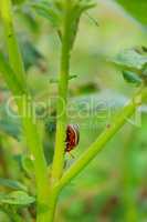 colorado beetle climbs down the leaves of potatoes