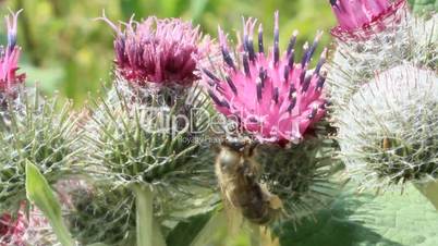 Pink flowers, fruits of burdock, agrimony in summer