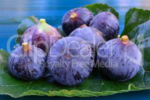 Seven blue figs on mulberry leaf