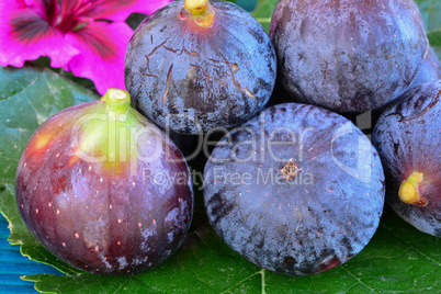 Ripe blue figs, close up shot