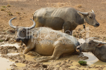 Wasserbüffel, Laos, Asien