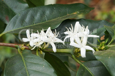 Blüte des Kaffeebaumes, Laos, Asien