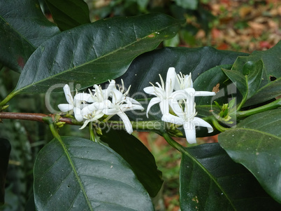 Blüte des Kaffeebaumes, Laos, Asien