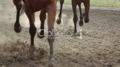 Knees of Horses that Run Fast. Slow Motion