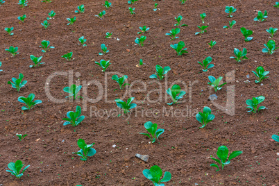 cabbage sappling