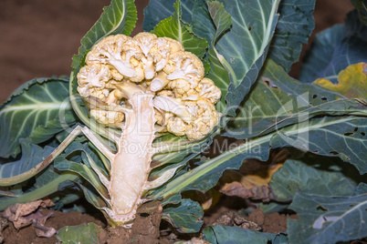 cauliflower cut