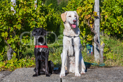 dogs sitting