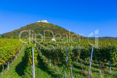 vineyard and castle