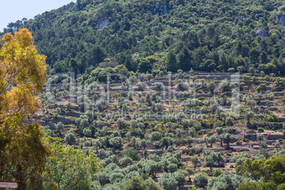 Terrassenfeldanbau auf der Insel Mallorca, Spanien.