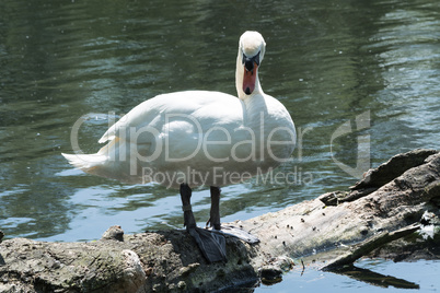 Weisser Schwan steht auf einem Baumstamm