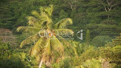 Time lapse of a palm tree moving in the wind