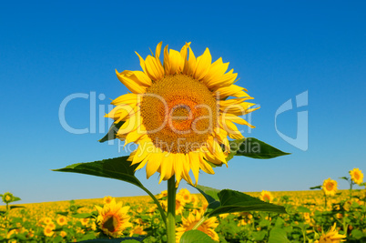 Sunflower flower against the blue sky and a blossoming field