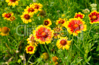 Beautiful background of garden flowers