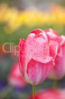 Rote Tulpe