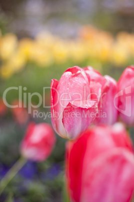 Tulpe rot