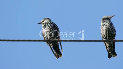 Birds Sitting On Electric Ware