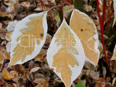fahle Herbstblätter in grün und braun