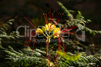 Caesalpinia gilliesii