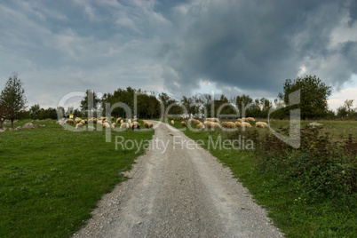 Schafherde auf dem Weg zur Burg Dreznik, Kroatien