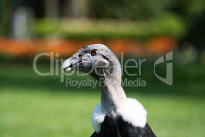 Andenkondor (Vultur gryphus)