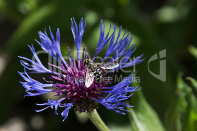 Kornblume (Cyanus segetum Hill) mit Biene