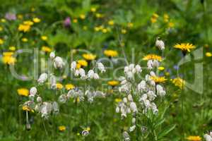 Taubenkropf-Leimkraut (Silene vulgaris)