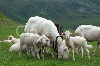 Schafe auf dem Grünwaldkopf, Obertauern, Österreich