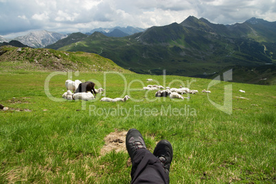 Schafe auf dem Grünwaldkopf, Obertauern, Österreich