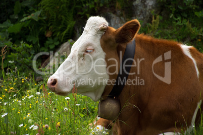 Kühe im Salzburger Land, Österreich