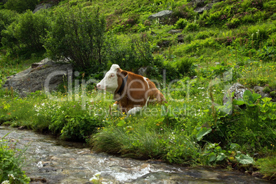 Kühe im Salzburger Land, Österreich