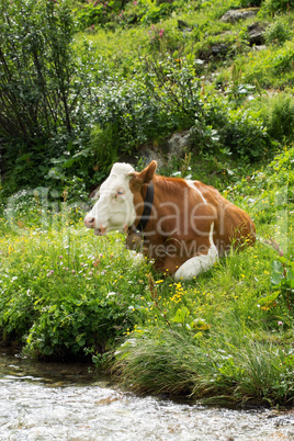 Kühe im Salzburger Land, Österreich