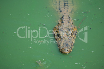 Close-up of yacare caiman in green water
