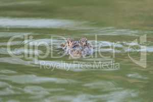 Head of yacare caiman in green water