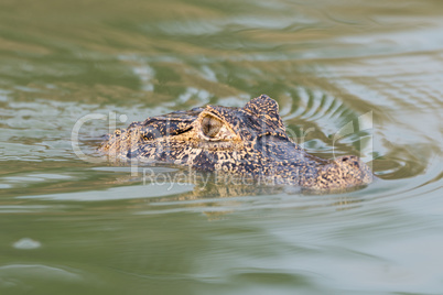 Head of yacare caiman swimming in river