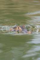Head of yacare caiman in green river
